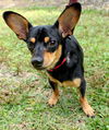 Bond the Little Chiweenie Mix