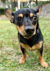 Bond the Little Chiweenie Mix