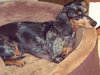 Lucy the Dachshund