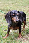 Lucy the Dachshund