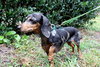 Lucy the Dachshund
