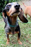 Lucy the Dachshund