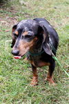 Lucy the Dachshund