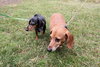 Lucy the Dachshund