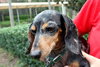 Lucy the Dachshund