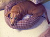 Oscar the Dachshund