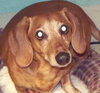 Oscar the Dachshund