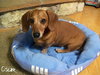 Oscar the Dachshund