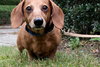 Oscar the Dachshund
