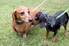 Oscar the Dachshund
