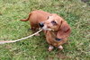 Oscar the Dachshund