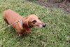 Oscar the Dachshund
