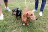 Oscar the Dachshund