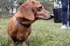 Oscar the Dachshund