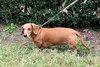Oscar the Dachshund