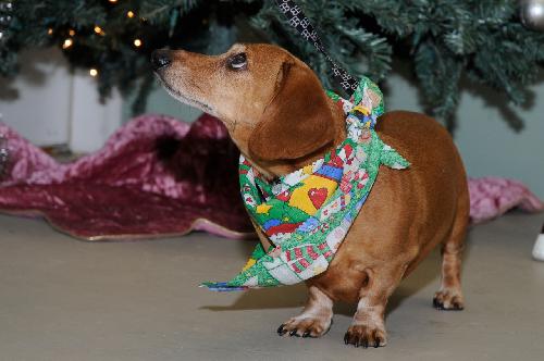 Oscar the Dachshund
