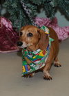 Oscar the Dachshund