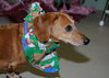 Oscar the Dachshund