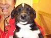 Catfish the Corgi Mix