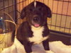 Catfish the Corgi Mix