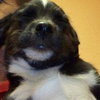 Catfish the Corgi Mix
