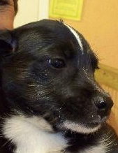 Catfish the Corgi Mix