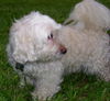 Tobie