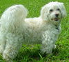 Tobie