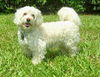 Tobie