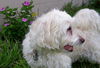 Tobie
