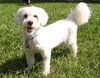 Tobie