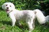 Tobie