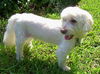 Tobie