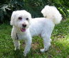 Tobie