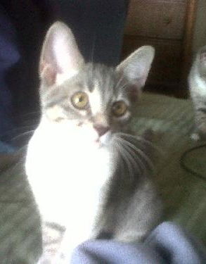 Bella the Gray Kitten