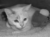 Emma the White Kitten