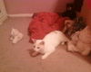 Emma the White Kitten
