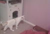 Emma the White Kitten