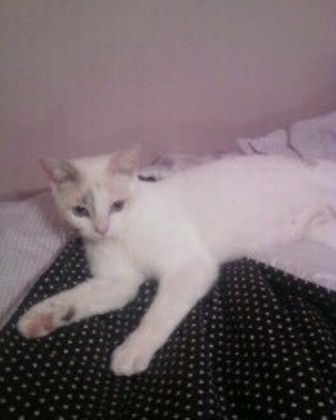 Emma the White Kitten