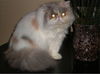 Paris ~ DECLAWED
