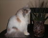 Paris ~ DECLAWED
