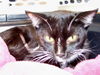 Thumper Lilly