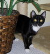 Thumper Lilly