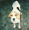 Regal the Loving Beagle