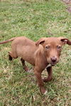 Kelly the Vizsla Mix Puppy