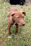 Kelly the Vizsla Mix Puppy