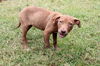 Kelly the Vizsla Mix Puppy