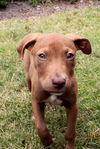 Kelly the Vizsla Mix Puppy