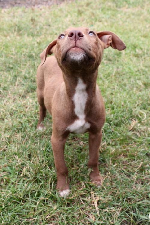 Vizsla lab 2024 mix puppies