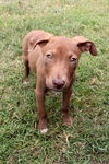 Kelly the Vizsla Mix Puppy